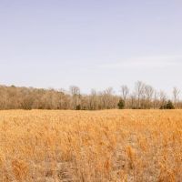 Land for Sale in Warren County MS images 3