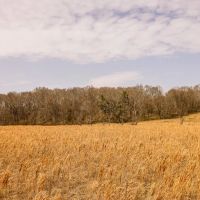 Land for Sale in Warren County MS images 4