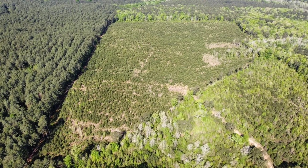Jackson Parish Timber Tract 2 featured image
