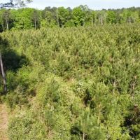 Jackson Parish Timber Tract 2 images 2