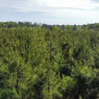 Jackson Parish Timber Tract 2 images 3