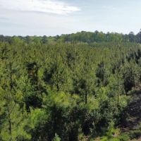 Jackson Parish Timber Tract 2 images 4