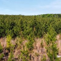 Jackson Parish Timber Tract 2 images 5