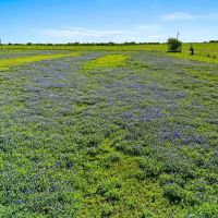 80 acres 2080 FM 155 Weimar TX Colorado County images 3
