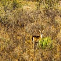 Sand Rail Ranch images 2