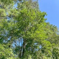 1 334 Acres FM 1008 images 3