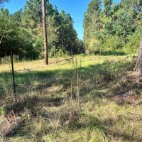 Copiah.72 images 3