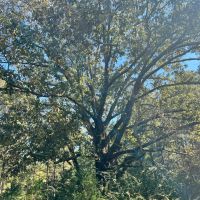 Copiah.72 images 5