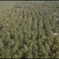 151.8 Acres in Smith County in Raleigh MS images 3
