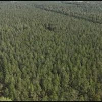 151.8 Acres in Smith County in Raleigh MS images 5