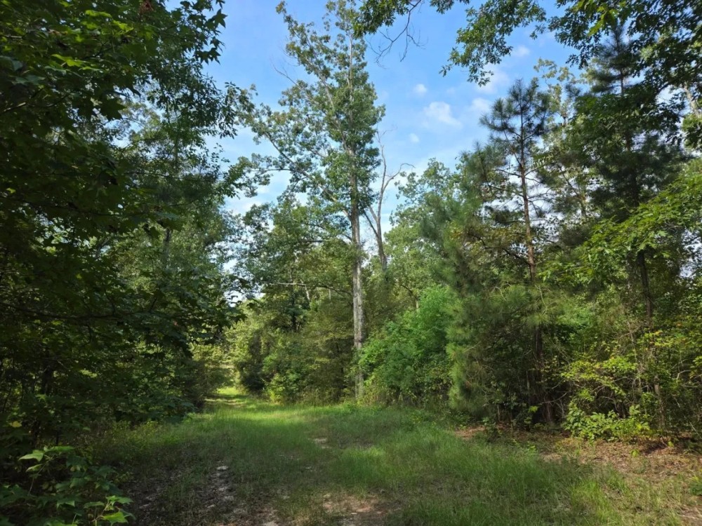LA - Ouachita 16 acres - featured image