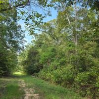 LA - Ouachita 16 acres - images 2