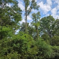 LA - Ouachita 16 acres - images 4