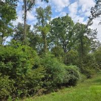 LA - Ouachita 16 acres - images 5