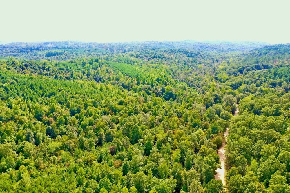 20.04 Wooded Acres near Beautiful Kentucky Lake. featured image