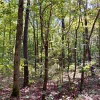 20.04 Wooded Acres near Beautiful Kentucky Lake. images 2