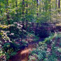 20.04 Wooded Acres near Beautiful Kentucky Lake. images 3