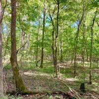 20.04 Wooded Acres near Beautiful Kentucky Lake. images 4