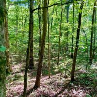 20.04 Wooded Acres near Beautiful Kentucky Lake. images 5