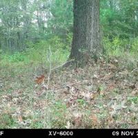 Franklin.148 images 2