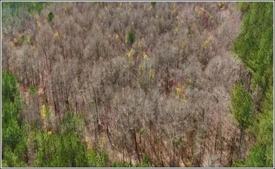 17.5 Acres in Scott County in Forest MS featured image