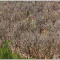 17.5 Acres in Scott County in Forest MS