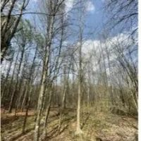 17.5 Acres in Scott County in Forest MS images 3