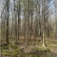 17.5 Acres in Scott County in Forest MS images 4