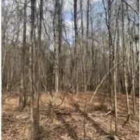 17.5 Acres in Scott County in Forest MS images 5