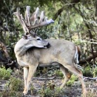 Awesome South Texas corporate trophy lease