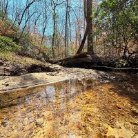 Raven Den Branch images 2