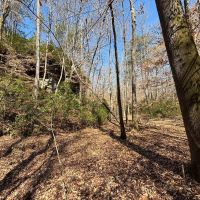 Raven Den Branch images 3