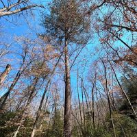 Raven Den Branch images 4