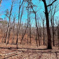 Raven Den Branch images 5