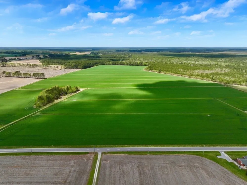 117 acres of Cropland for Sale In Beaufort County NC featured image