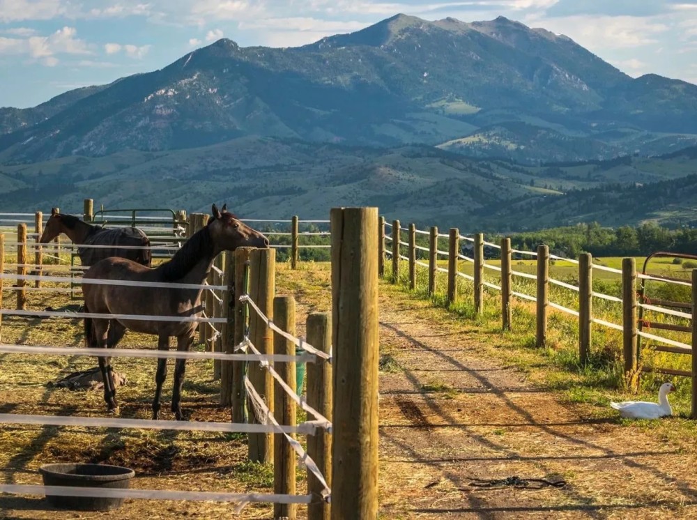 Silver Brand Ranch featured image