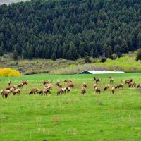 Silver Brand Ranch images 4