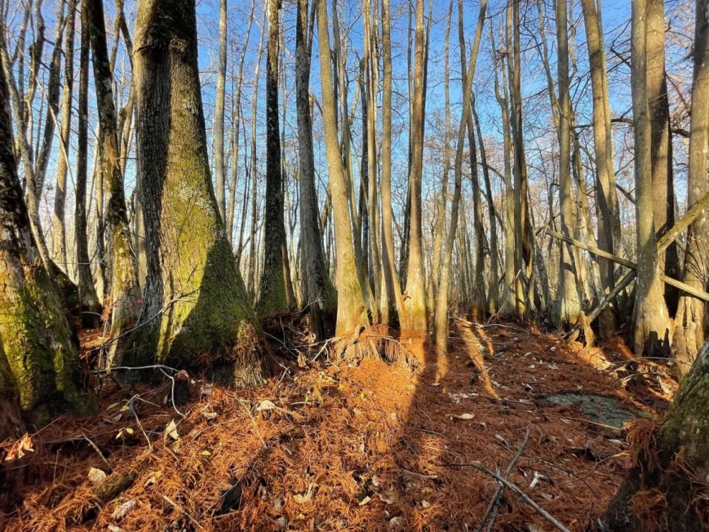 43.31 Acres in Holmes County MS - Horseshoe Brake featured image