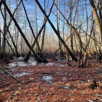 43.31 Acres in Holmes County MS - Horseshoe Brake images 5