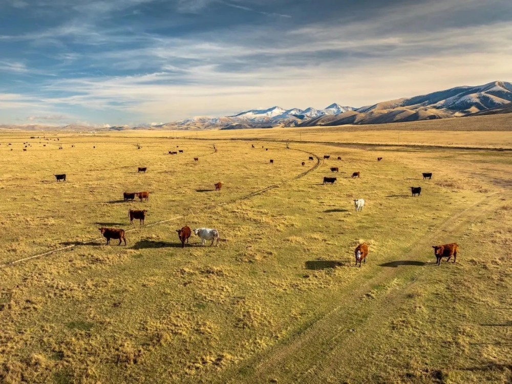 Elk Meadows Ranch featured image