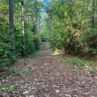 Jackson Parish Timber Tract 3