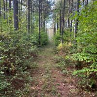 Jackson Parish Timber Tract 3 images 2