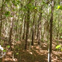 Dopson Road images 2