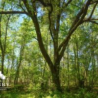 Dopson Road images 3