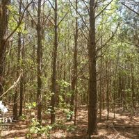 Dopson Road images 5