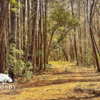 Anderson Tract images 2