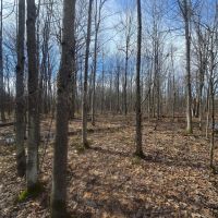 10.5 acre Building Lot Power Available Orleans NY images 2