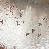 Linden Lake Ranch images 5