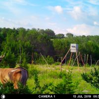 700 acre high fence ranch with several ponds and streams (weekend hunts/ day hunts)