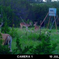 Deer3 (2)